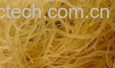 果蔬百科龙须菜-0