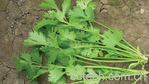 果蔬百科香菜-0