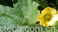 果蔬百科南瓜叶-0