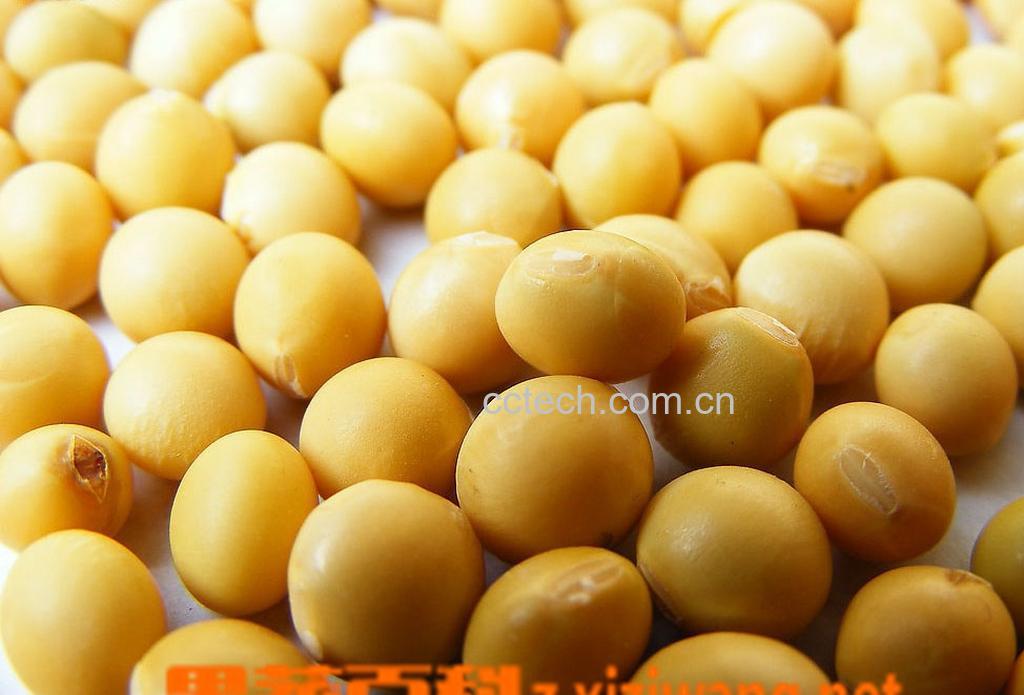 果蔬百科黄豆-0