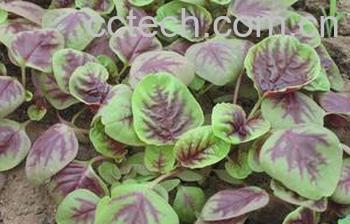 果蔬百科苋菜-0