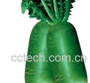 果蔬百科青萝卜-0