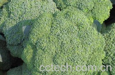 果蔬百科西兰花-0