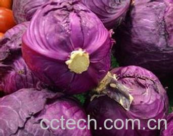 果蔬百科紫包菜-0