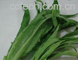 果蔬百科莴笋叶-0