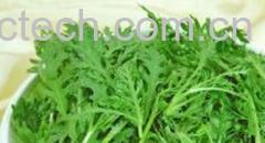 果蔬百科茼蒿-0