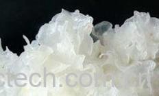 果蔬百科白木耳-0