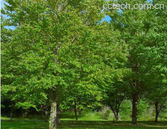 果蔬百科树木-0