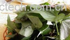 果蔬百科红薯叶-0