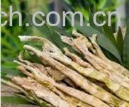 果蔬百科竹笋-0