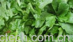 果蔬百科荠菜-0