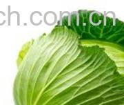 果蔬百科卷心菜-0