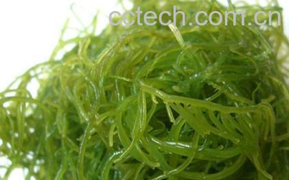 果蔬百科海藻的功效-0