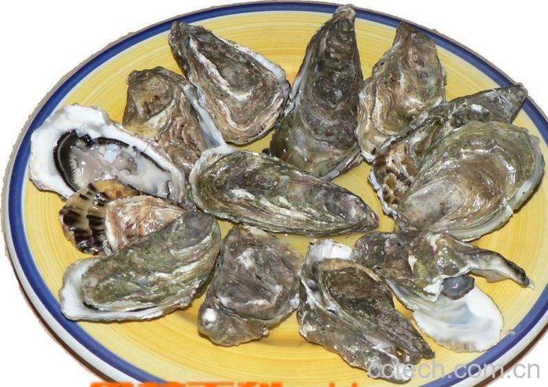 果蔬百科牡蛎的功效-0