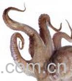 果蔬百科墨鱼-0