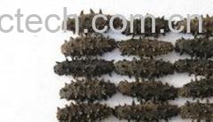 果蔬百科海参-0