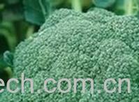 果蔬百科西兰花-0