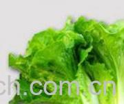 果蔬百科生菜-0