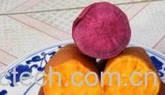 果蔬百科红薯-0