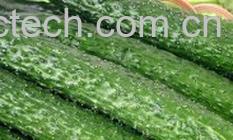 果蔬百科黄瓜-0