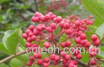 果蔬百科花椒-0