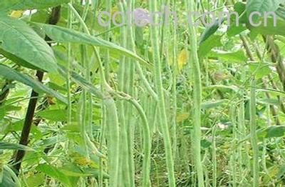 果蔬百科豇豆-0