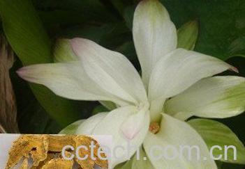 果蔬百科姜黄的功效与作用 -0