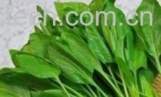 果蔬百科菠菜怎么做好吃-0