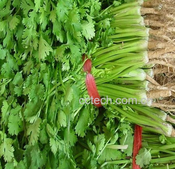 果蔬百科香菜的功效-0