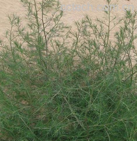 果蔬百科猪毛菜图片和吃法 -0