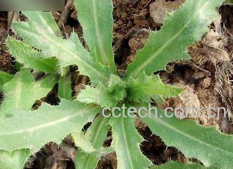 果蔬百科刺儿菜功效和吃法 -0