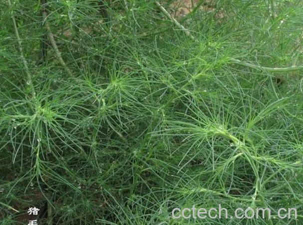 果蔬百科怎样用猪毛菜熬冻 -0