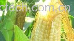 果蔬百科玉米须的功效与作用及食用方法 -0