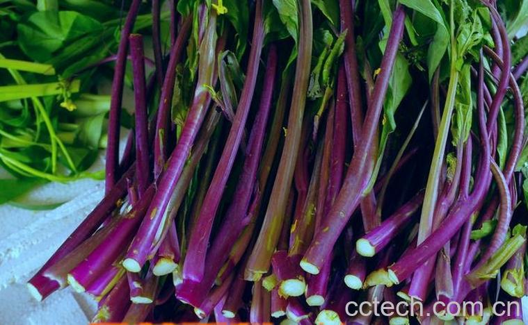 果蔬百科 红菜苔的做法步骤 红菜苔怎么做好吃 -0