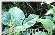 果蔬百科野苋菜的功效和作用 -0