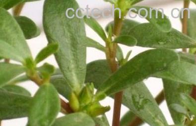 果蔬百科马齿苋的功效与作用及食用方法 -0