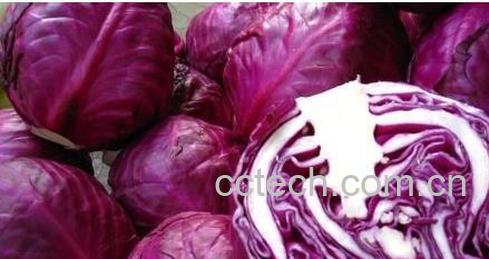 果蔬百科紫包菜丰富的营养价值-0