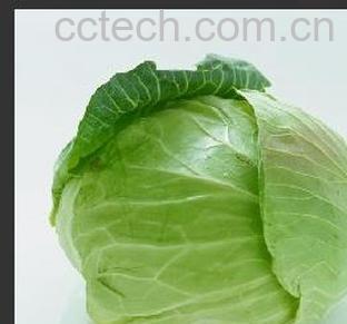 果蔬百科卷心菜营养价值和功效作用 -0