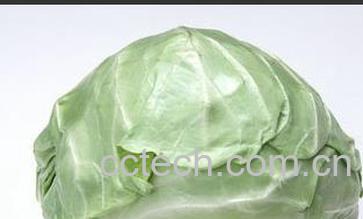 果蔬百科包菜的营养价值 -0