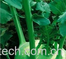 果蔬百科 球茎甘蓝的营养价值和功效 -0