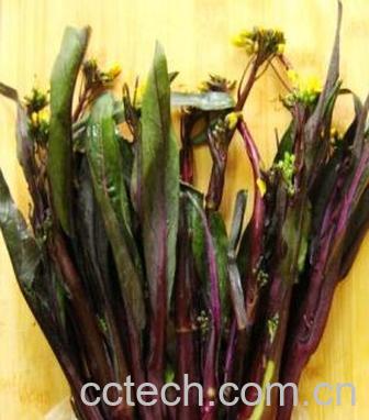 果蔬百科图解清炒红菜苔的做法步骤-0