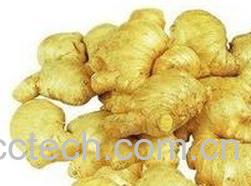 果蔬百科生姜的功效与作用 -0