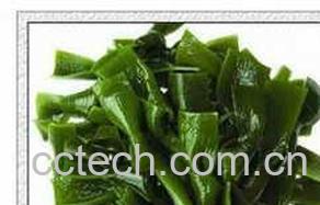 果蔬百科海带-0