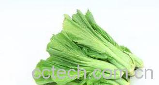 果蔬百科芥菜的腌制方法教程-0