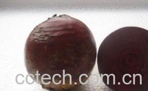 果蔬百科红菜头的做法大全 红菜头怎么吃-0