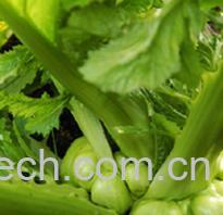 果蔬百科青菜头的营养价值和做法步骤-0