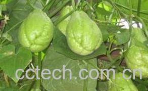 果蔬百科佛手瓜的功效与作用 佛手瓜图片-0