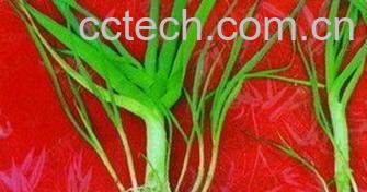 果蔬百科生大蒜的功效与作用-0