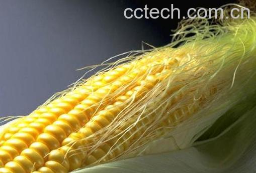 果蔬百科玉米须的药用价值-0