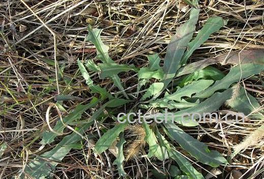 果蔬百科苦菜的功效与作用-0